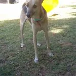 Gustavo