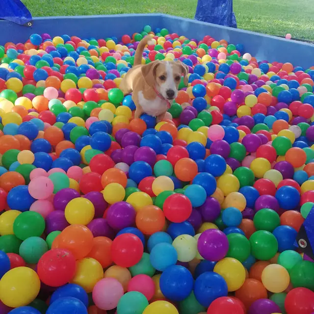 Un perro disfrutando de la piscina de pelotas