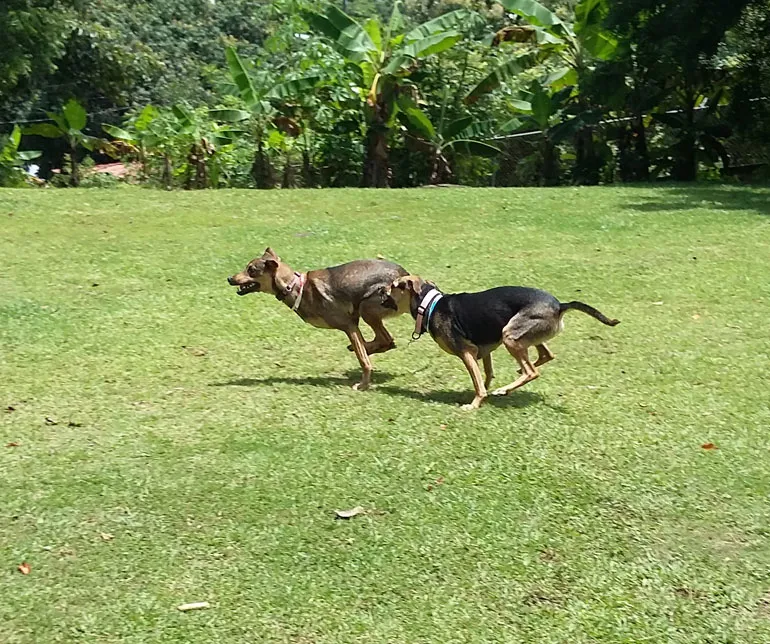 Two dogs chasing in a sunny field
