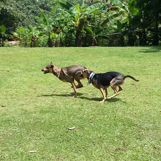 Dos perros persiguiéndose en un campo soleado