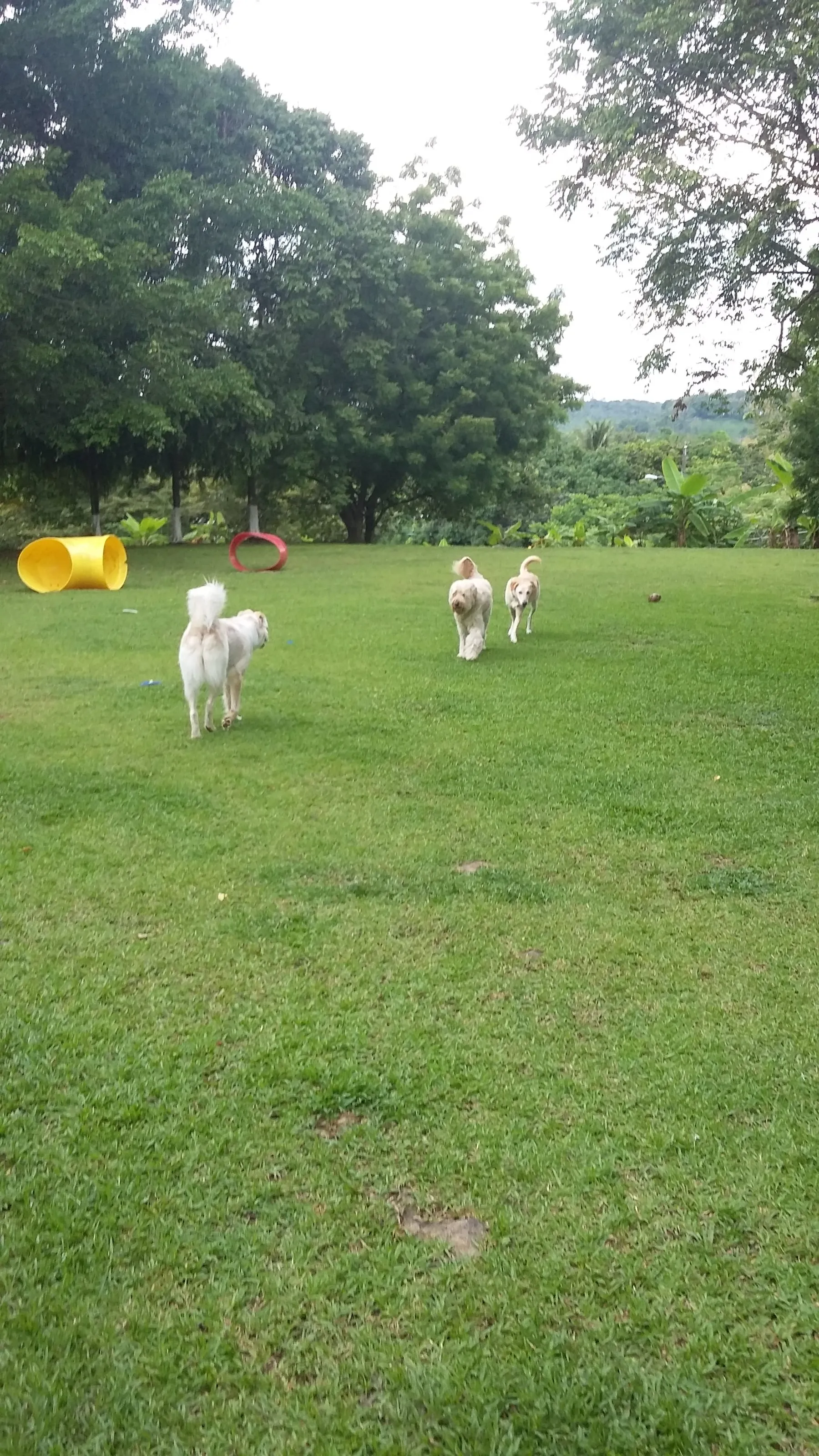Dogs strolling the gardens with the hills behind