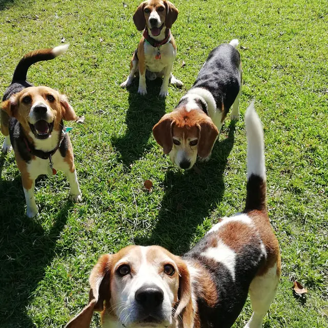 Huéspedes felices en VIP Vacation Kennels