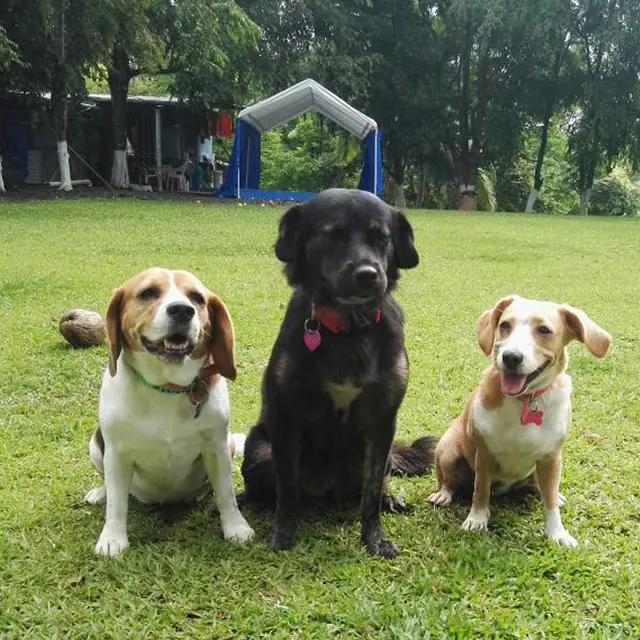 Huéspedes felices en VIP Vacation Kennels