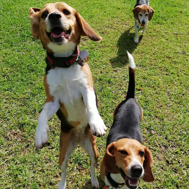 Huéspedes felices en VIP Vacation Kennels
