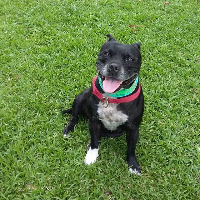 Un huésped feliz jugando en los jardines