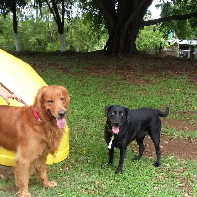 Un huésped feliz jugando en los jardines