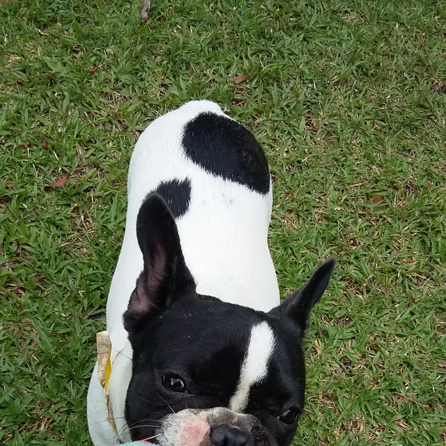 Un huésped feliz jugando en los jardines