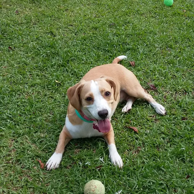 Un huésped feliz jugando en los jardines