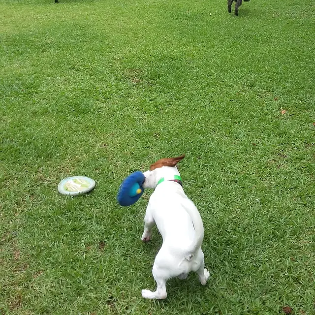 Un huésped en VIP Vacation Kennels
