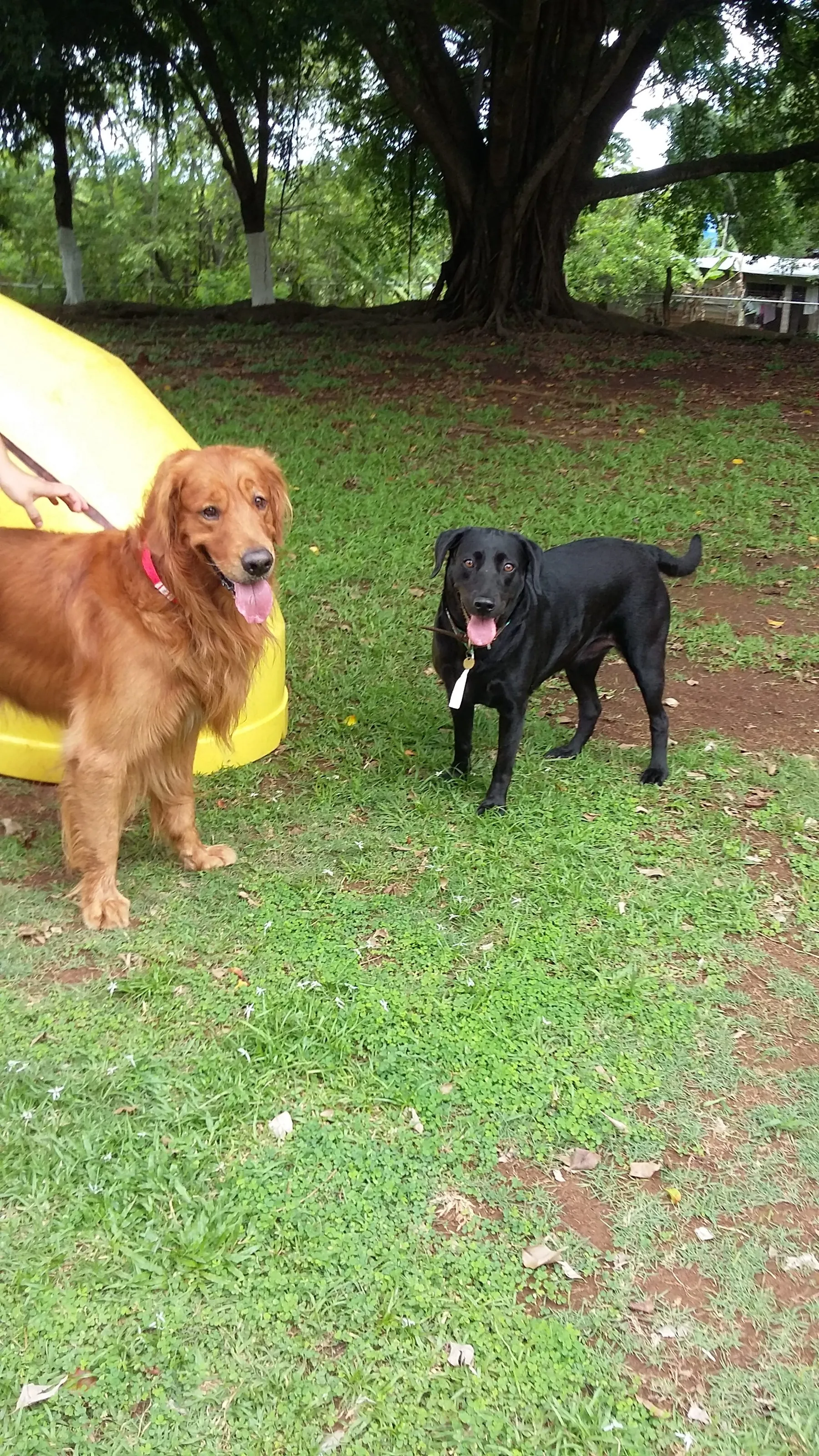 A golden and a black lab posing together