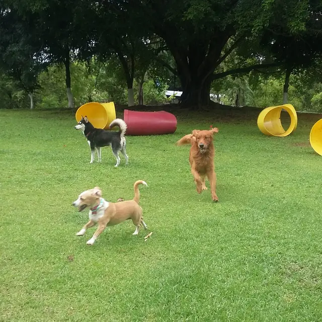 Perros corriendo por los jardines
