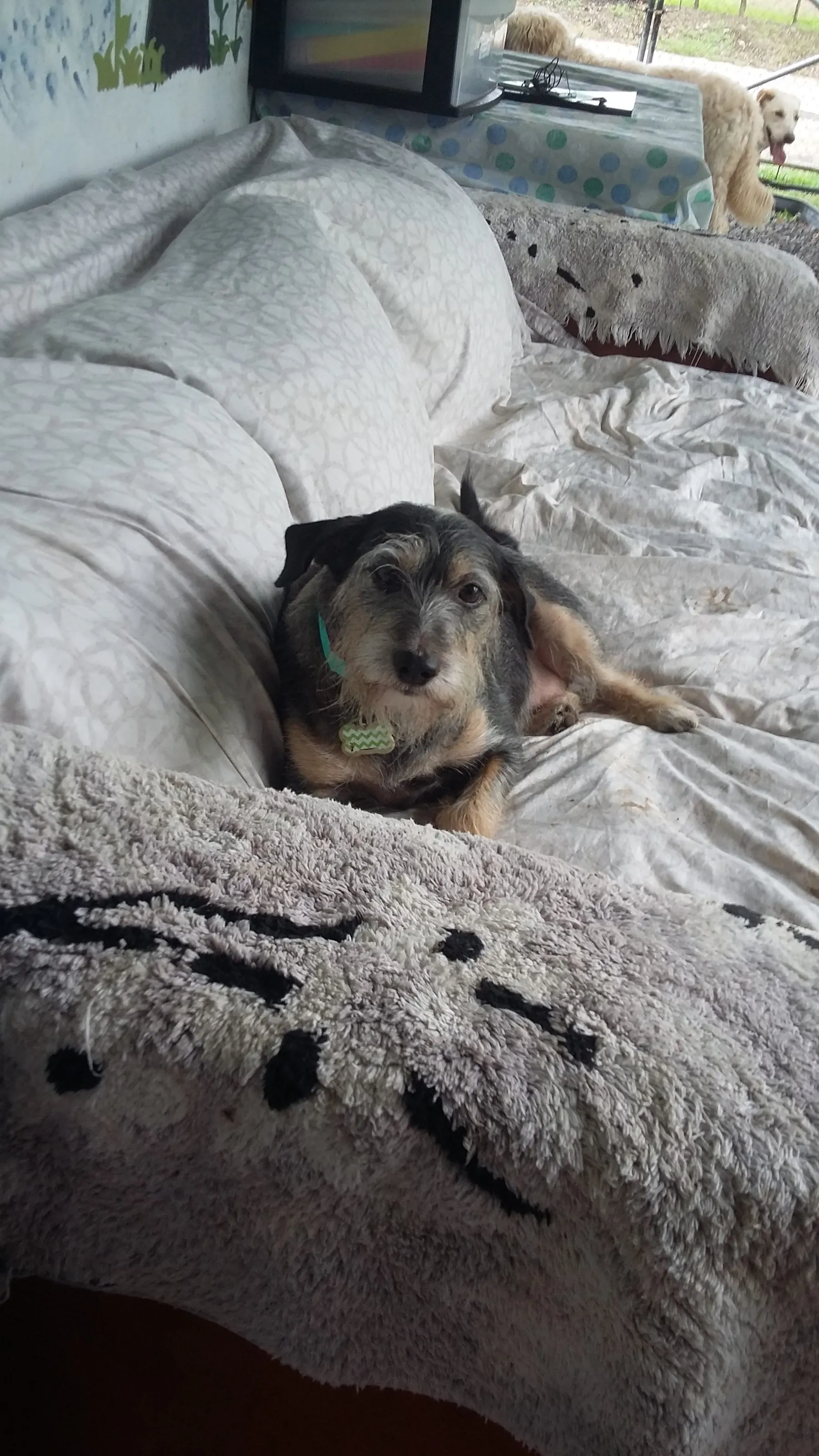 A dog enjoying house time on a comfy bed