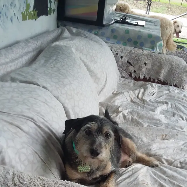 Un perro disfrutando del tiempo en casa en una cama cómoda