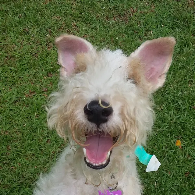 Jazz el terrier con una gran sonrisa feliz
