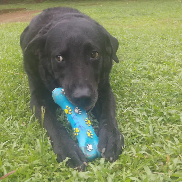 Labrador negro con un juguete de hueso pintado