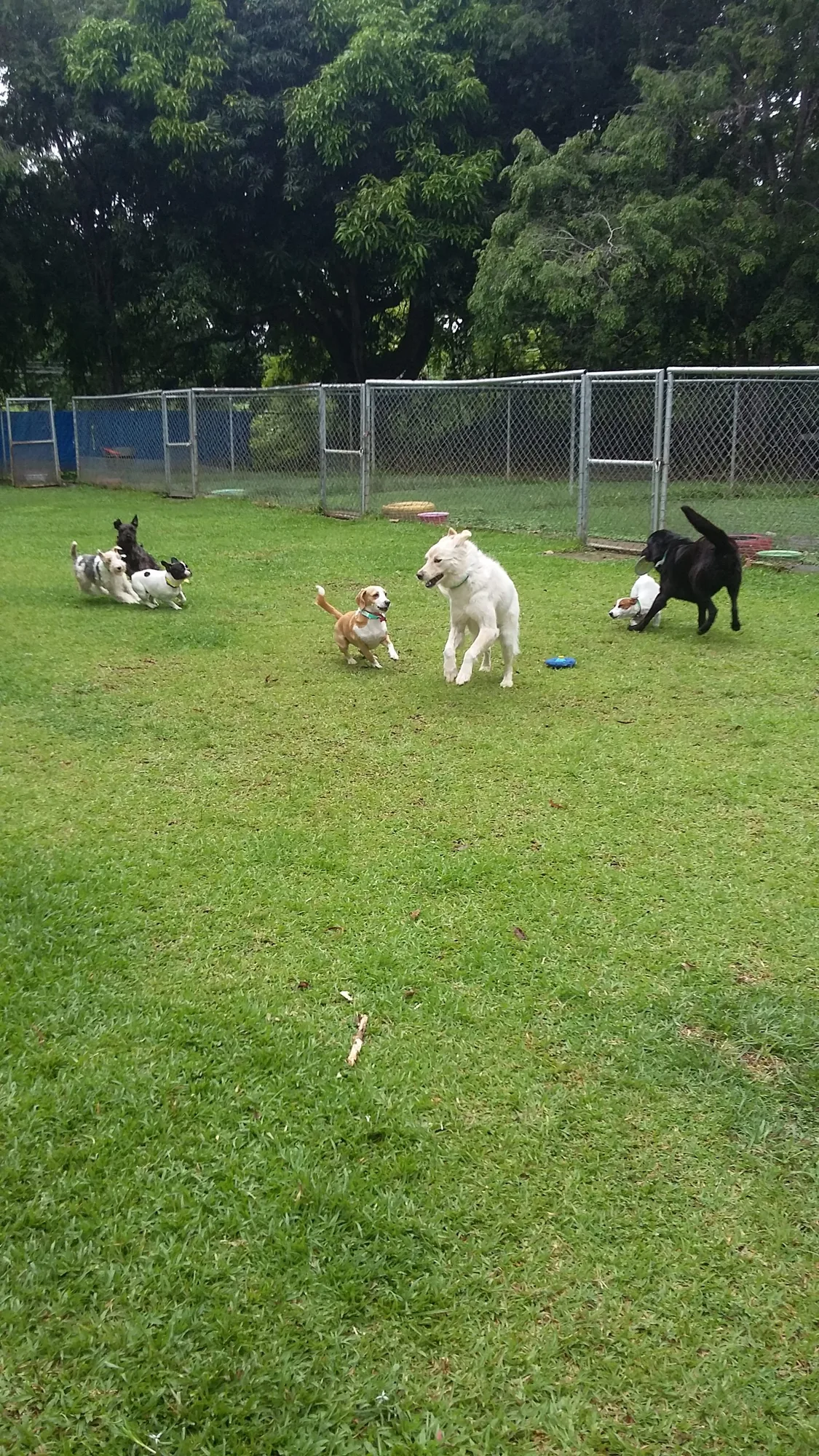 The whole pack running together across the gardens