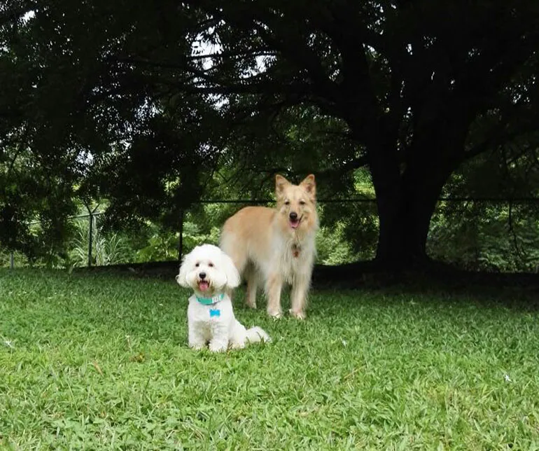 Two dogs posing under a big tree