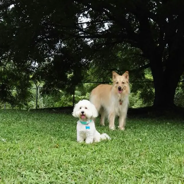 Dos perros posando bajo un gran árbol