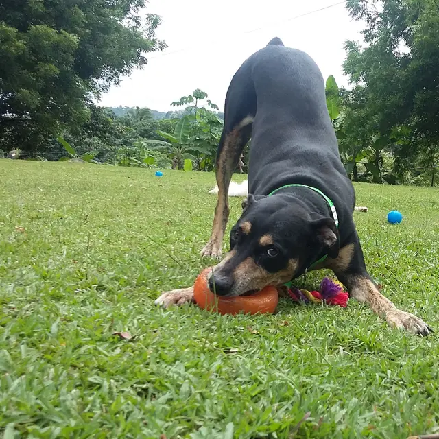 Un perro haciendo una reverencia de juego sobre un juguete mientras un amigo observa