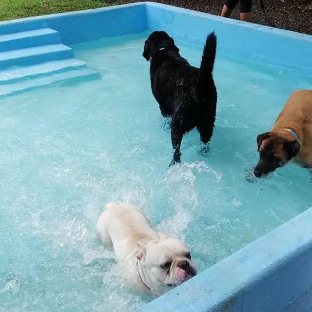 Perros chapoteando en la piscina