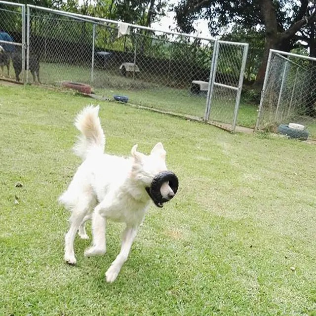 Perro blanco corriendo con un juguete
