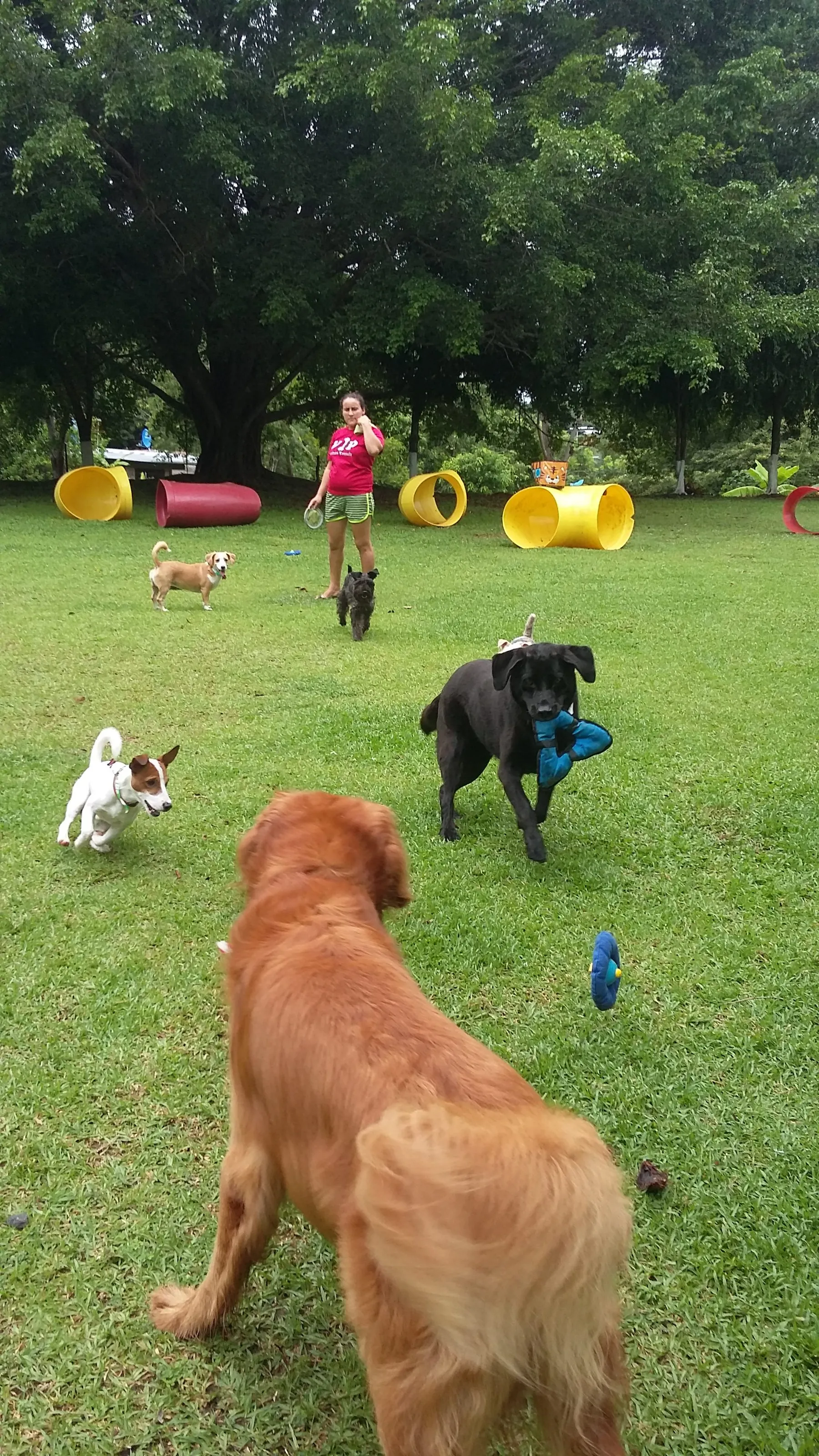 Staff playing fetch with a group of dogs