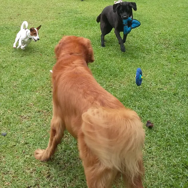 Personal jugando a buscar con un grupo de perros