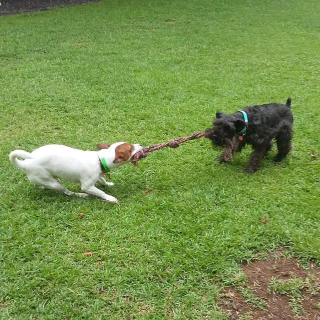 Un Jack Russell y un schnauzer en un tira y afloja con cuerda