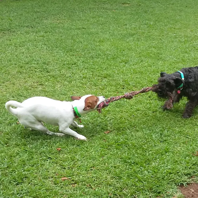Dos perros jugando a tira y afloja en el césped