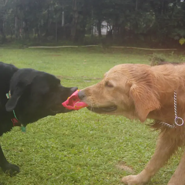 Un labrador y un golden compartiendo un juguete